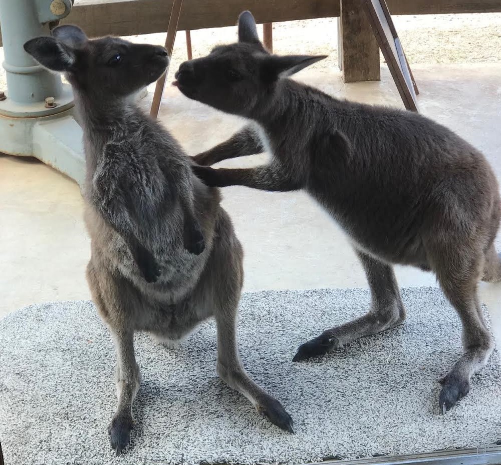 Aussie Kangaroo’s